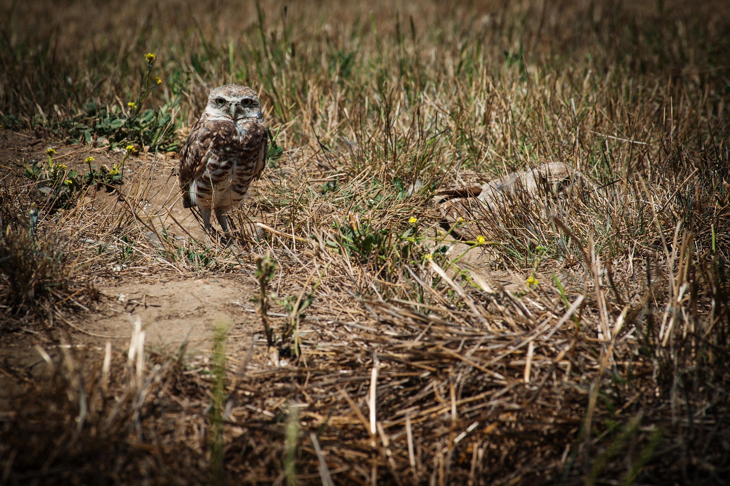 Ground Owls
