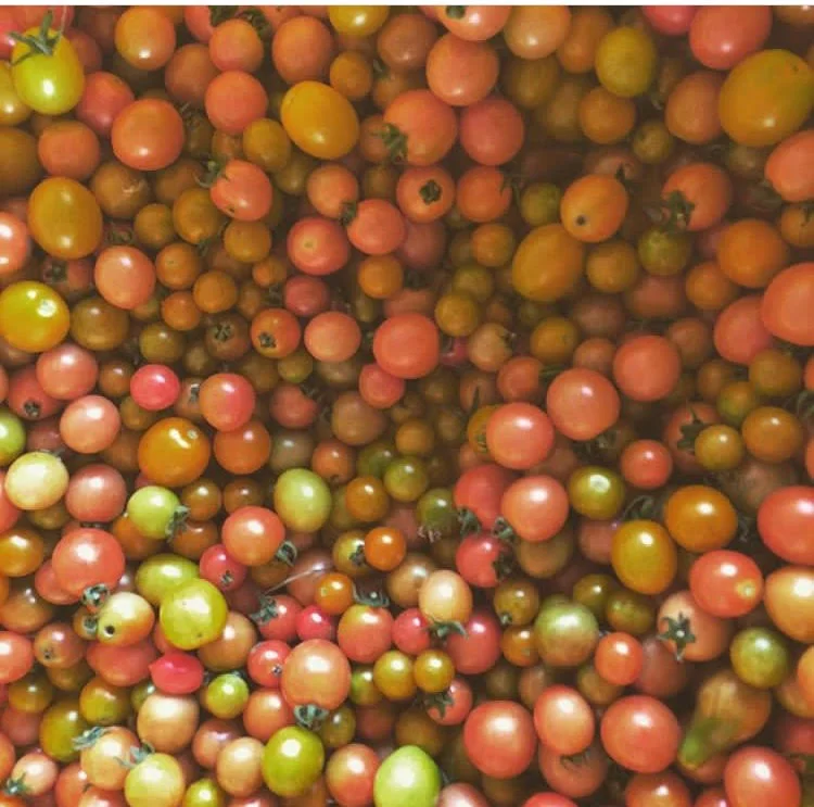 Resilient Agriculture, Resilient Bodies Pt. 2