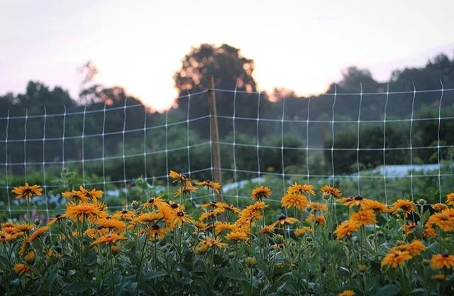 Resilient Agriculture, Resilient Bodies Pt. 3