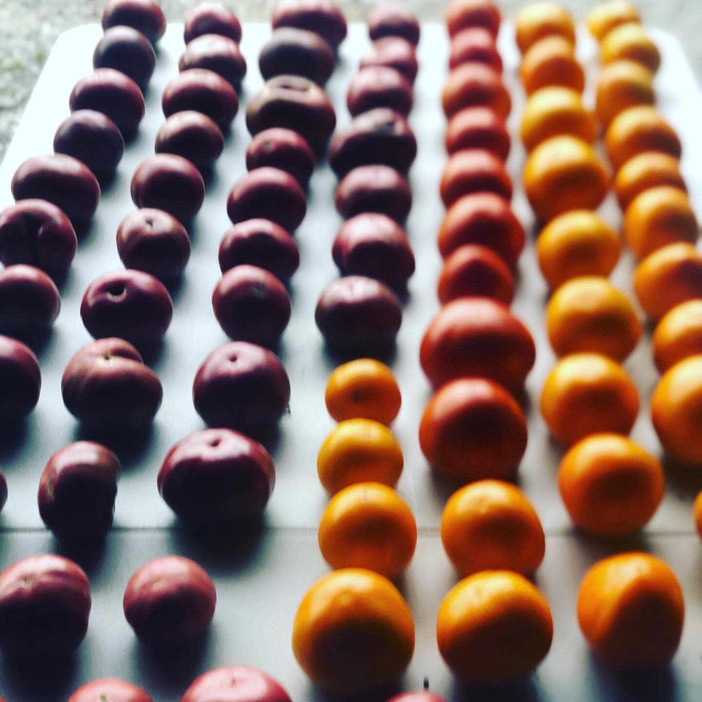 Natures damn amazing. #tomatoes #cherokeepurple #chefschoiceorange #caimanF1 #organic #naturallygrown #regenerative #local #farming #diversity #justplanttheseed