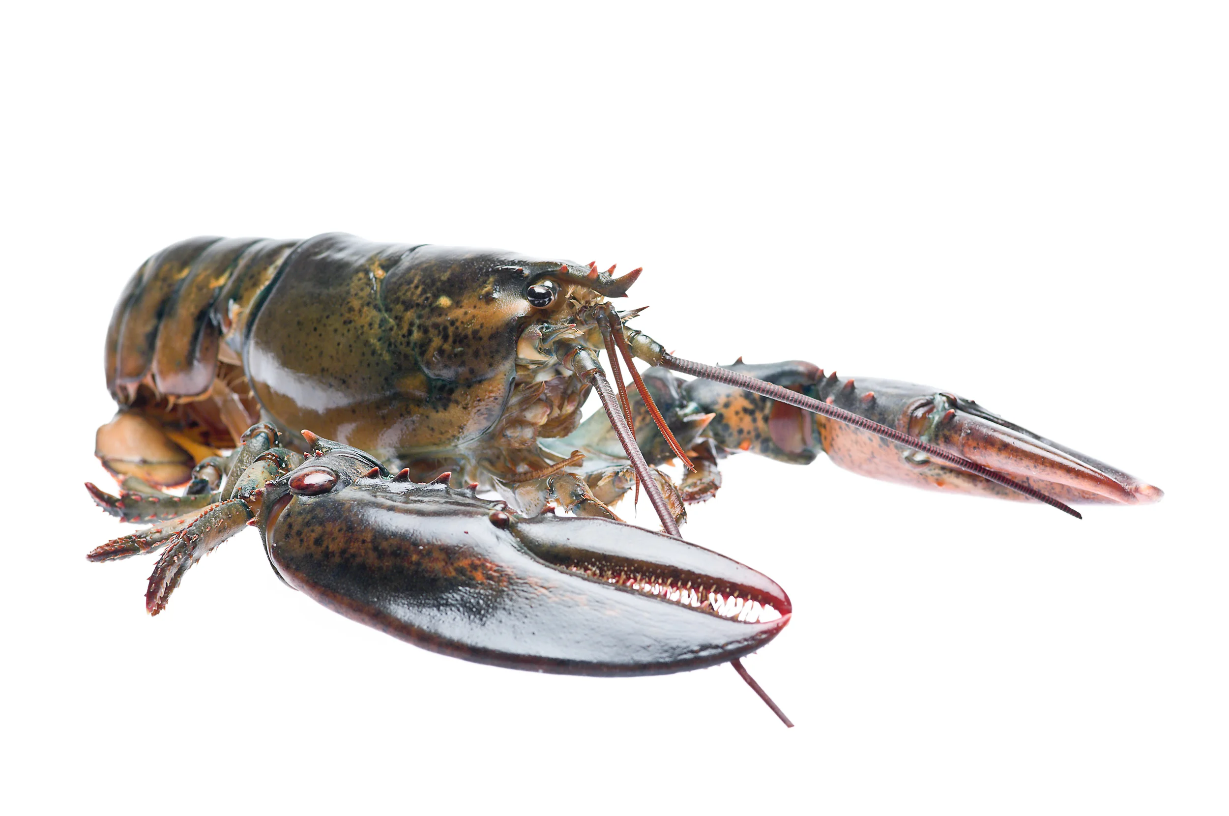 Commission: Hatton Marketing / The Fine Seafood Company