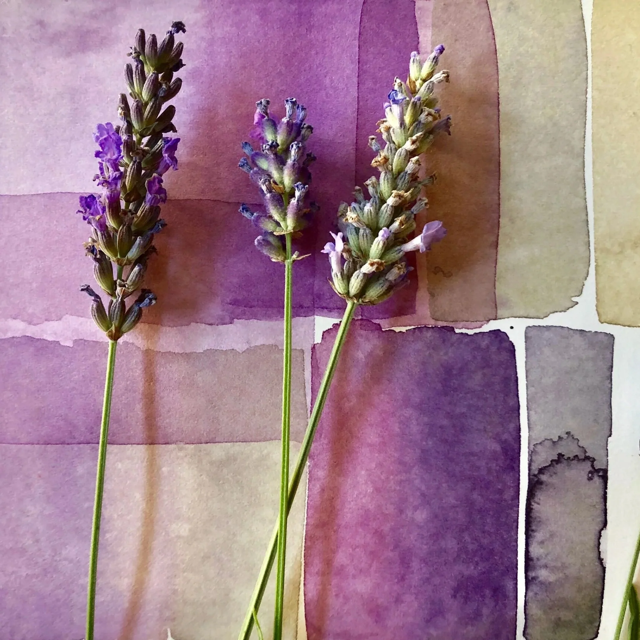lavender.jpg