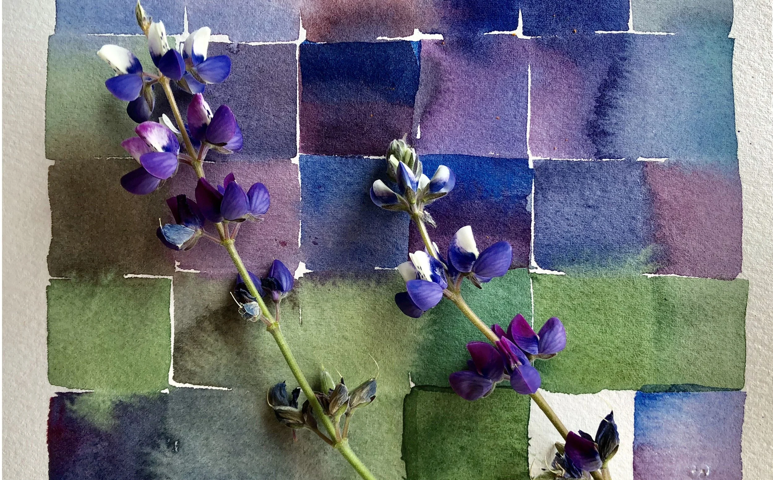 purple lupine Spring 2018 landscape.jpg