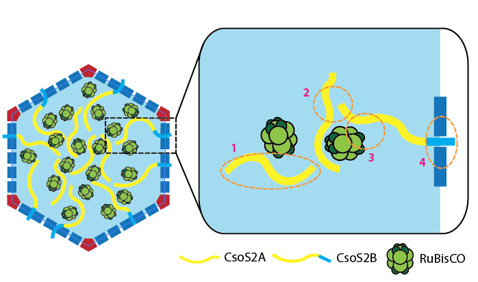A model for CsoS2 function (yellow) in the assembly of the carboxysome. 
