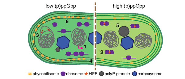 Model for the cyanobacterial stringent response adapted from Hood et al. 2016