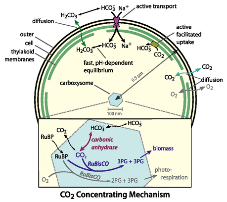 Overview of the CCM modeled in Mangan et al.