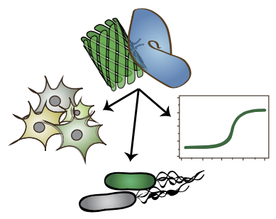 Domain insertion libraries can be used to engineer proteins with highly novel functions, with a variety of downstream applications.
