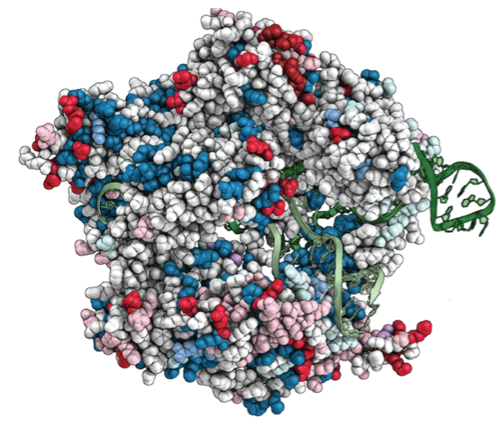 Insertional profiling of functional hotspots in the Cas9 protein (red denotes enriched, blue depleted) from Oakes et al. 2016.