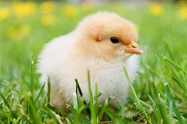 The Chicken or the Egg
