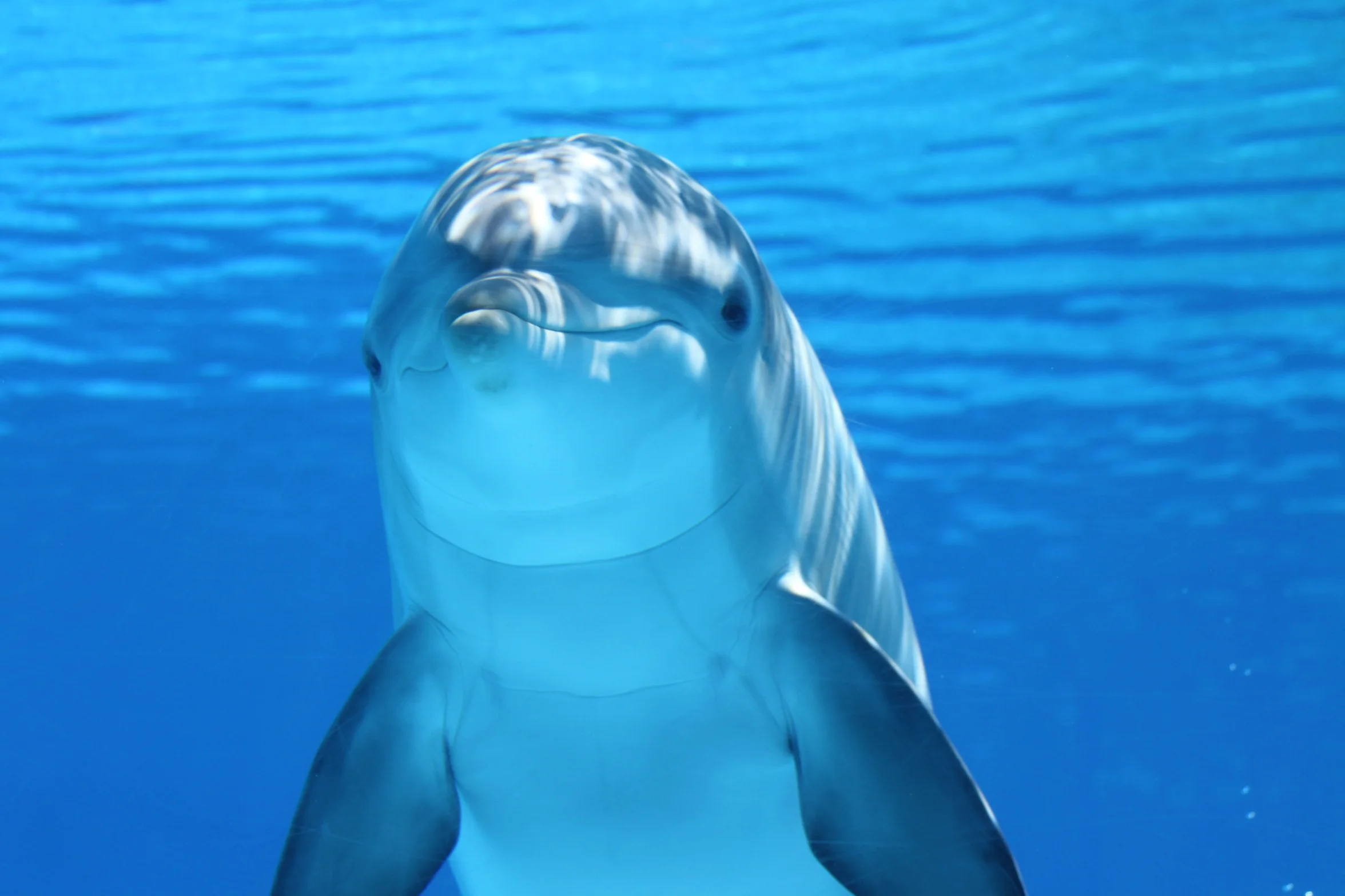 Dolphin Games