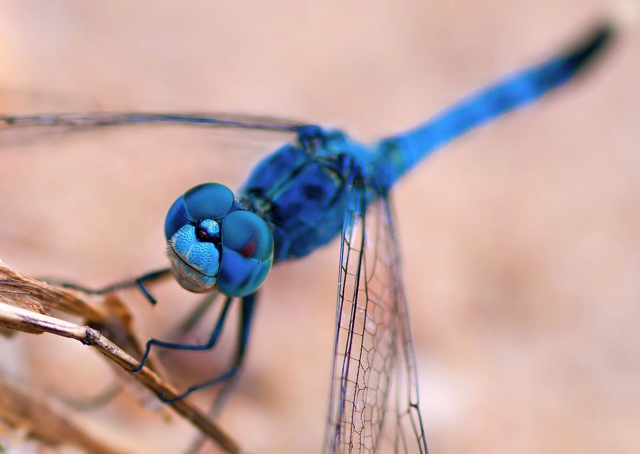 The Eye of a Dragonfly