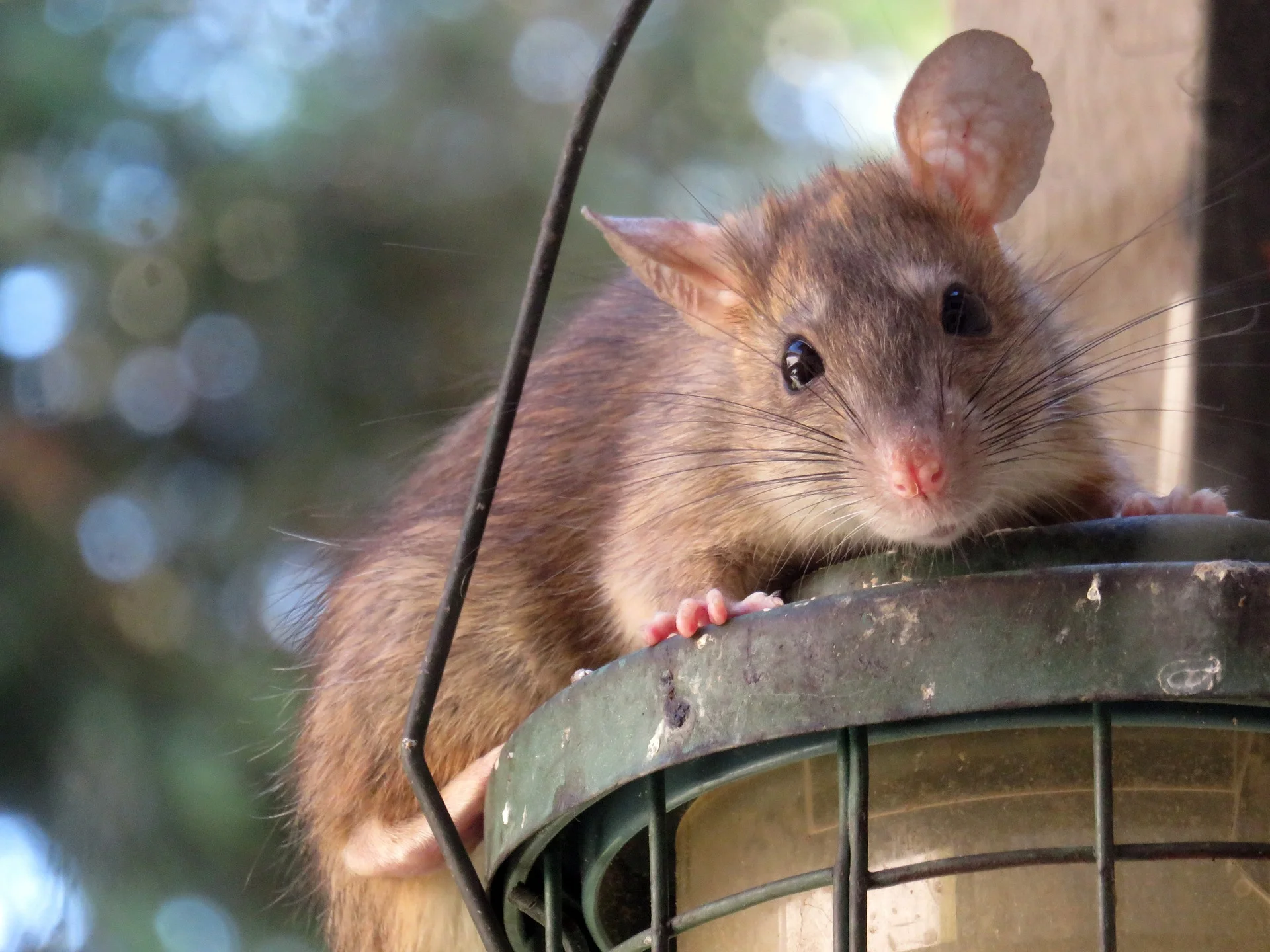 Rat Kings & Lab Rats
