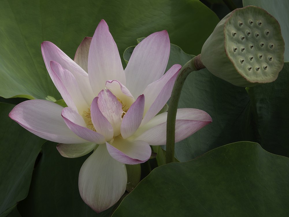 Pink Cloud Lotus