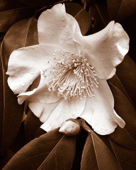 Camellia-3.jpg