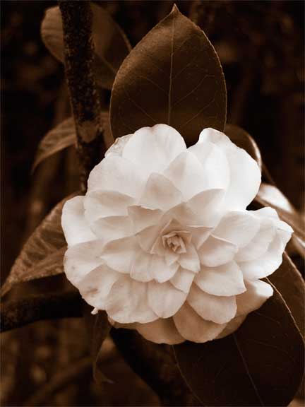 Camellia-6.jpg