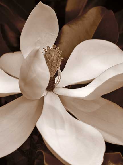 Magnolia-II.jpg