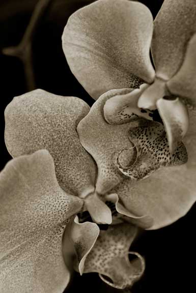 Orchids-1.jpg