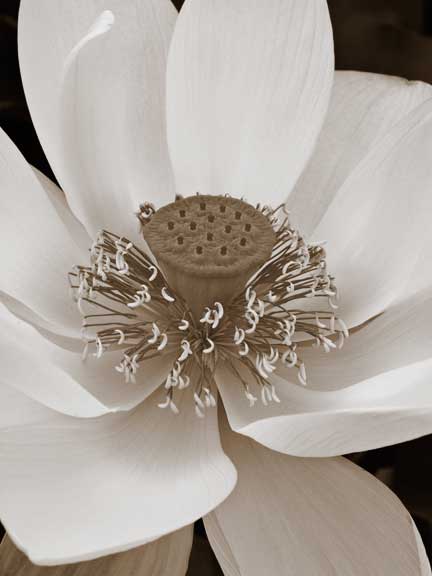 White-Lotus.jpg