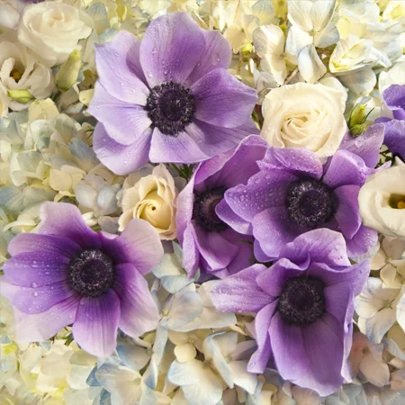 PurpleAnenomes.jpg