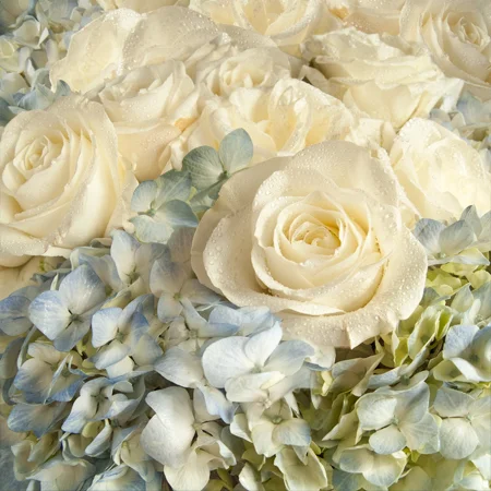 DreamyWhiteRoses.jpg