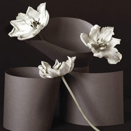 A-Study-of-Three-Tulips.jpg