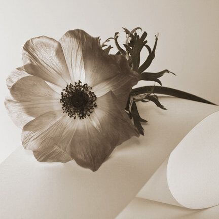 Anemone0823.jpg