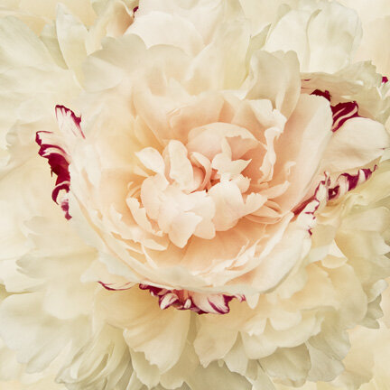 Enchanted-Peony.jpg