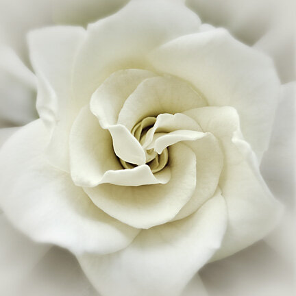 Faded-Gardenia.jpg