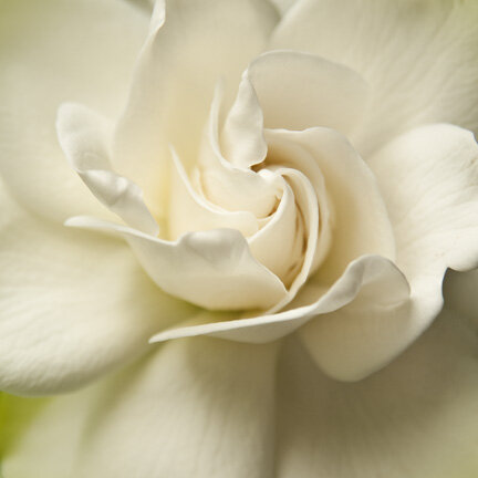 Gardenia-II.jpg