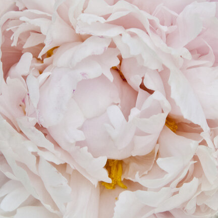 Peony6024.jpg