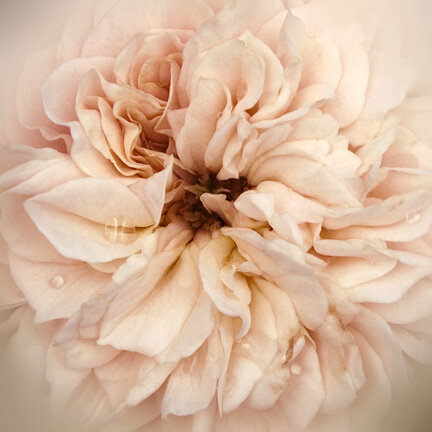 Romance-Rose.jpg