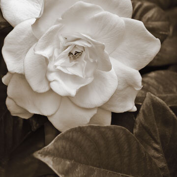 Gardenia-with-Leaves.jpg