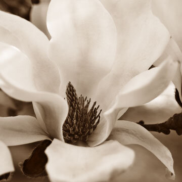 MagnoliaBlossomI.jpg