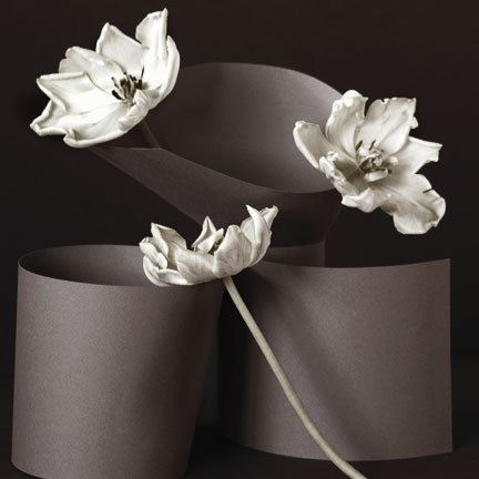 A Study of Three Tulips
