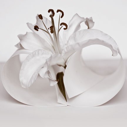 Lily Unbound