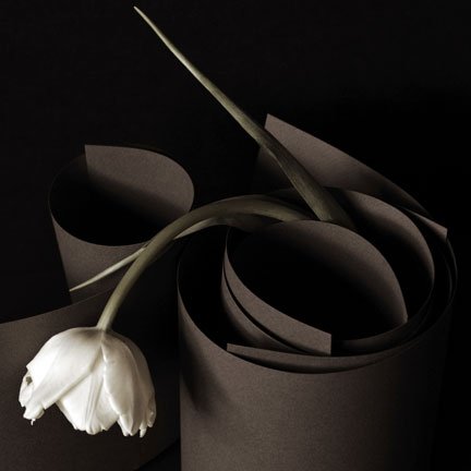 Tulip Construction