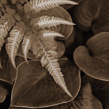 Painted Fern I