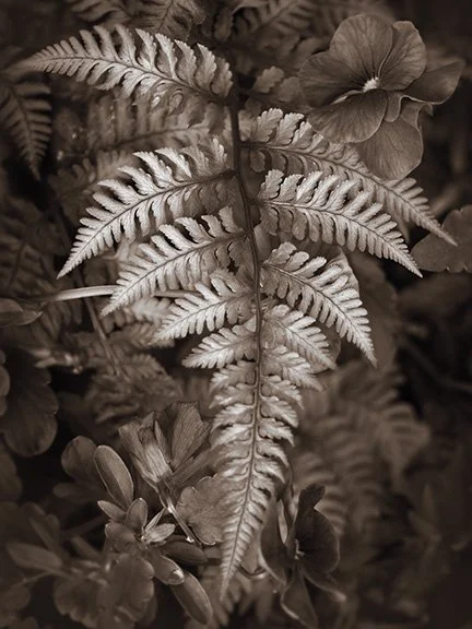 Fern and Pansy