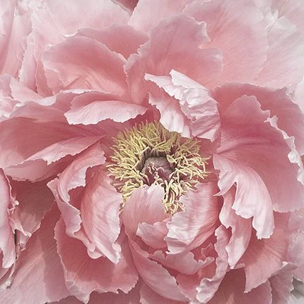 Bloom Bliss
