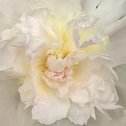 Paeonia