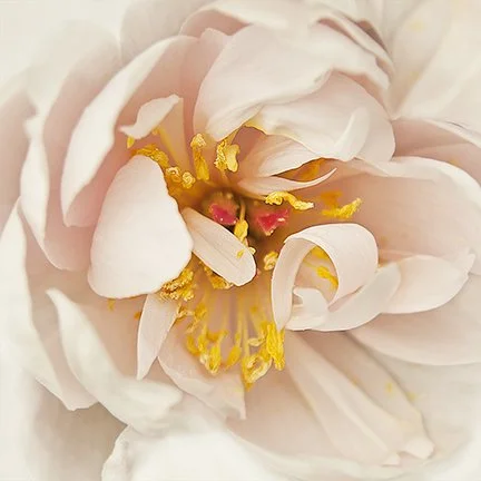 Peachy Keen Peony II