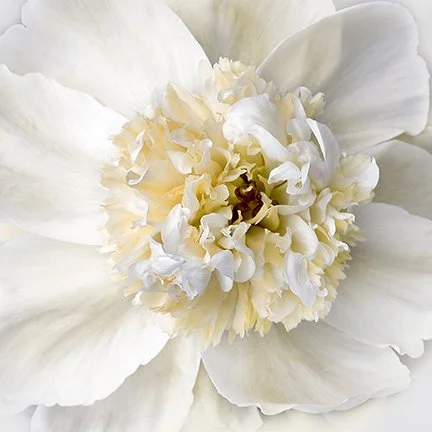 Peony Praise