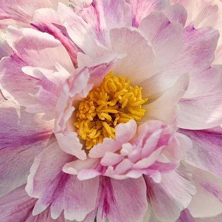 Pretty in Pink I