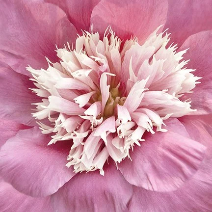Pretty in Pink II