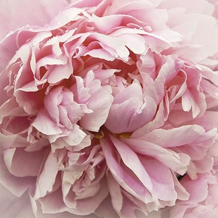 Raindrop Peony