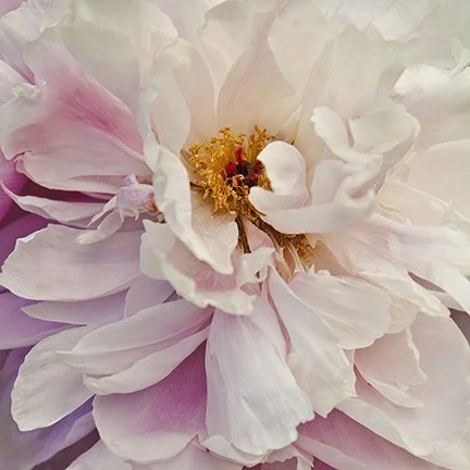 Royal Peony