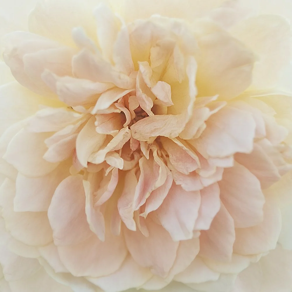 Celestial Rose