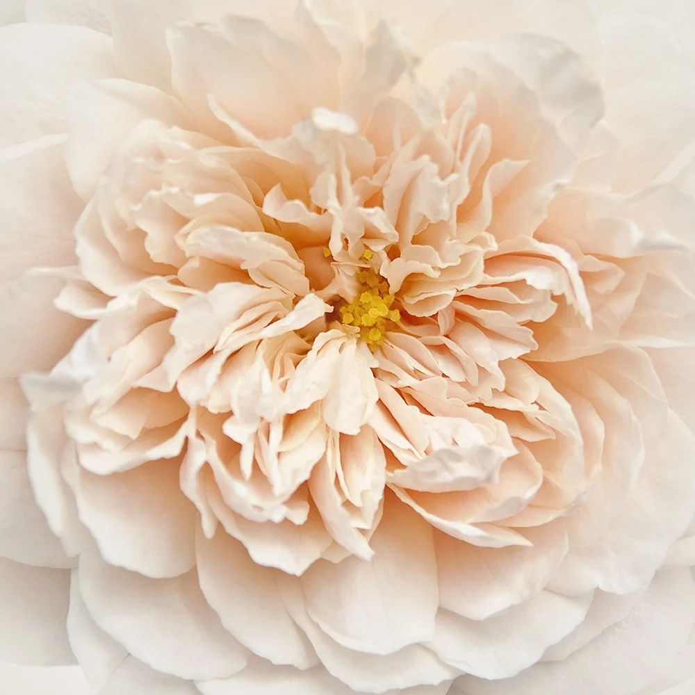 Cupcake Rose