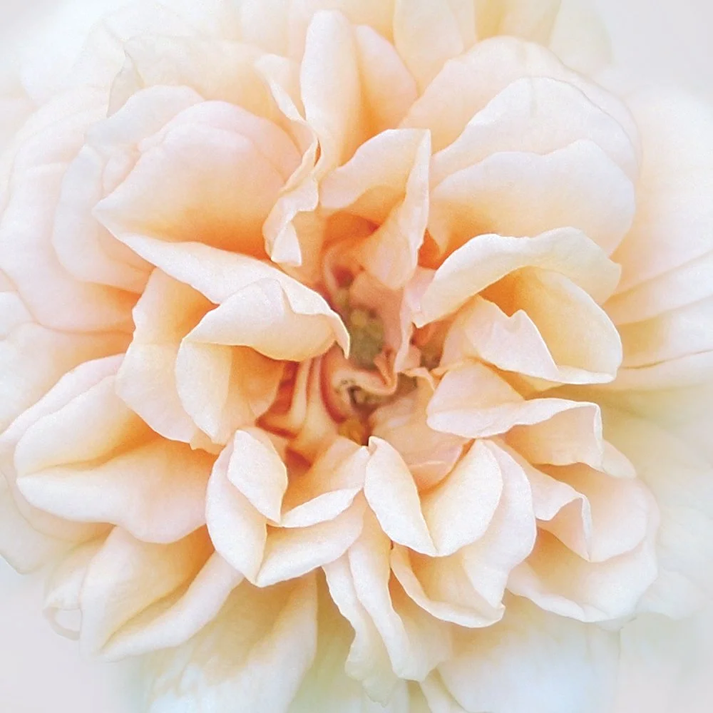 Dream Rose III