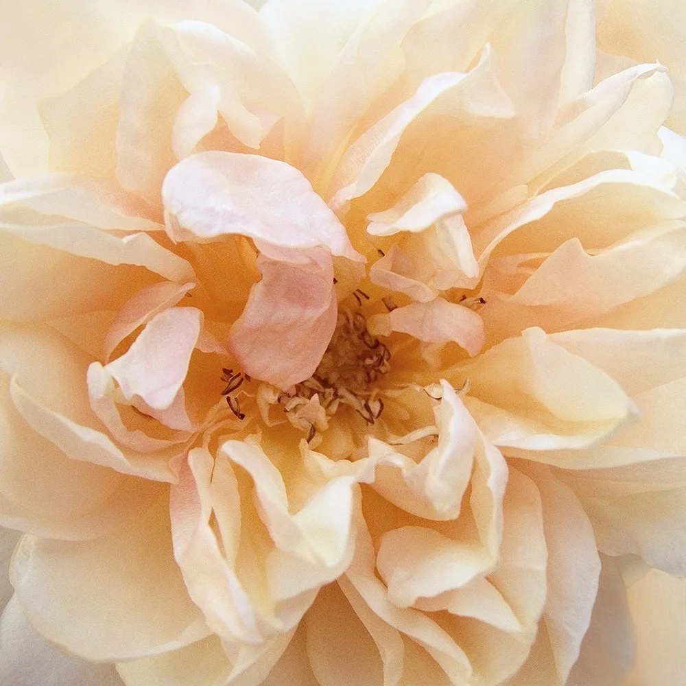 Promise Rose